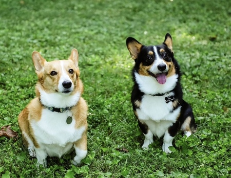 Aurora and Arlo