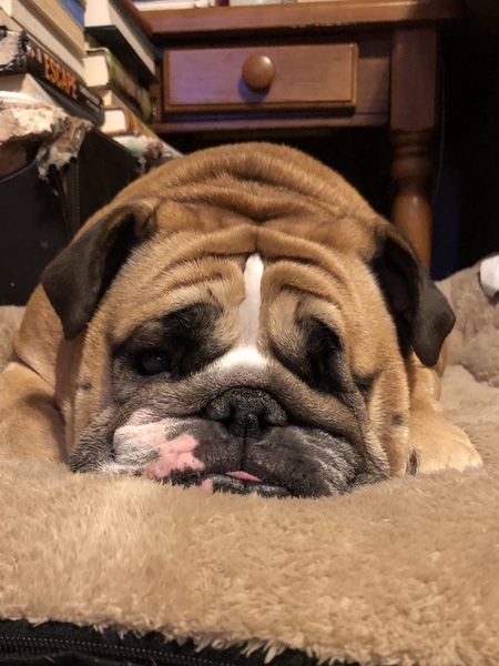 Daisy Puddin Buttercup
