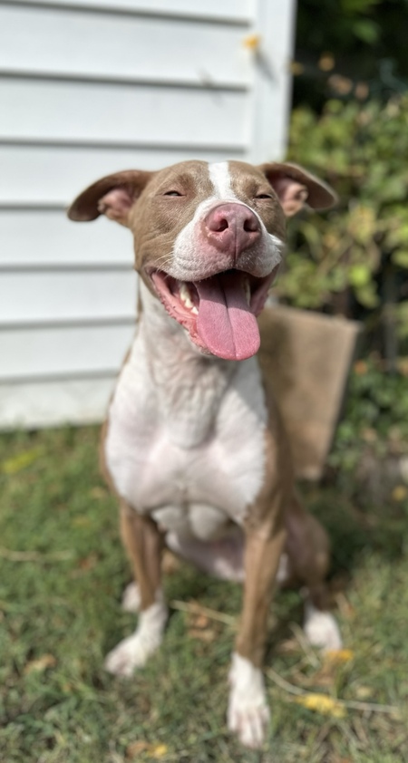 Ollie 