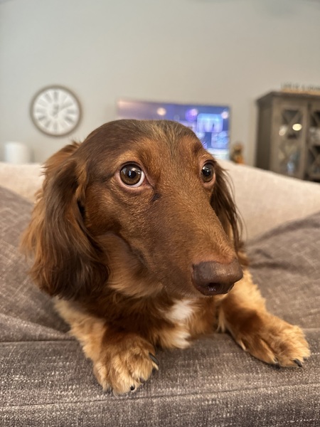 Ollie