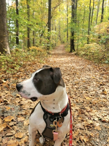 Penny