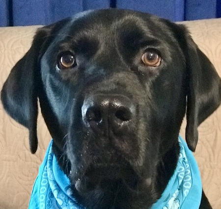 Otis