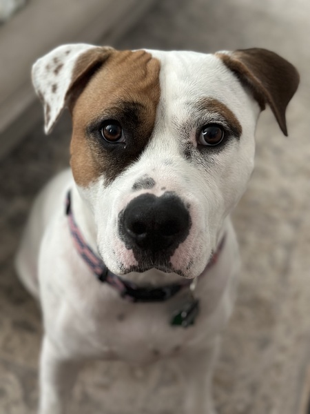 Morgan 