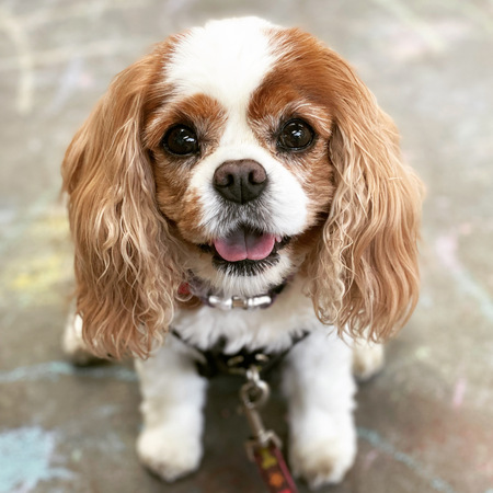 Gertie