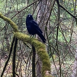 Entry image for Raven in Muir Woods