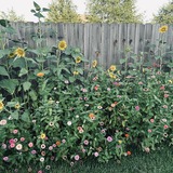 Entry image for Nature's Fireworks