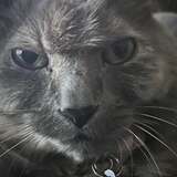 Entry image for Angry