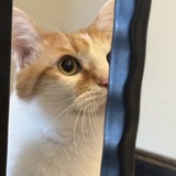 Entry image for Nosey Cat