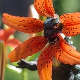 Entry image for Hidden Tiger Lilly