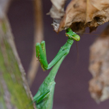 Entry image for Don’t bug me