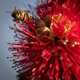 Entry image for Bee-tiful