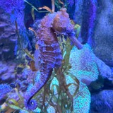 Entry image for  Sea Horse