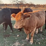 Entry image for Sunday afternoon snacks 