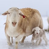 Entry image for Snowy Sheep