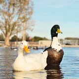 Entry image for Duck pond