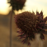Entry image for Seed pod at dusk