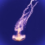 Entry image for Jellyfish