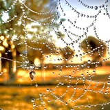 Entry image for Spiderweb