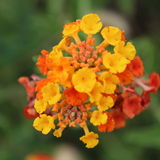 Entry image for Floral Brights