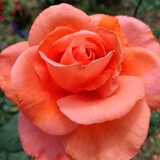 Entry image for Fun with family 