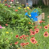 Entry image for Spring Zinnias 