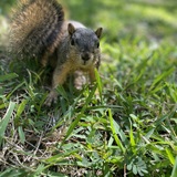 Entry image for Squirreling Around