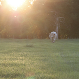 Entry image for Hank’s Sunset