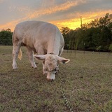 Entry image for Sunset 