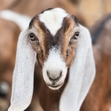 Entry image for Coraline The Great 