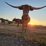 Entry image for You got any range cubes?