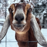 Entry image for Snow Day On The Farm 