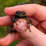 Entry image for Amphibian Friend 