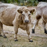 Entry image for Farmyard Stare