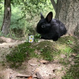 Entry image for Spring Bunny 