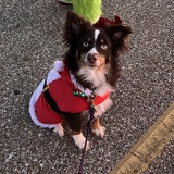 Entry image for Santa paws 