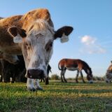 Entry image for A Farmers Joy