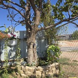 Entry image for Backyard Tree
