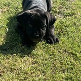 Entry image for Tank