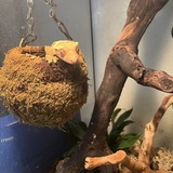 Entry image for Crested gecko