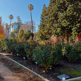 Entry image for The Capital Flower Patch