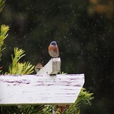 Entry image for Perching in the Rain