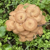 Entry image for I’m a Fungi