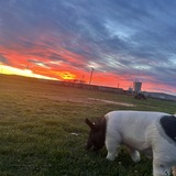 Entry image for The Final Sunset