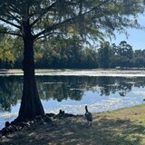 Entry image for A Calm Afternoon