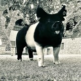 Entry image for Playing in the twilight 