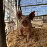 Entry image for Light Cross Gilt 