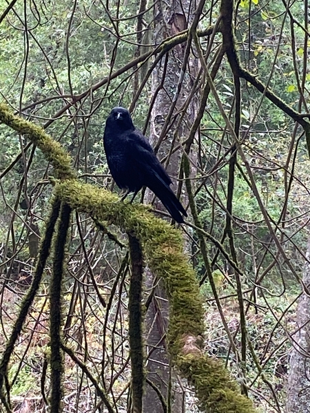 Entry image for Raven in Muir Woods. Clicking this image will show a larger photo