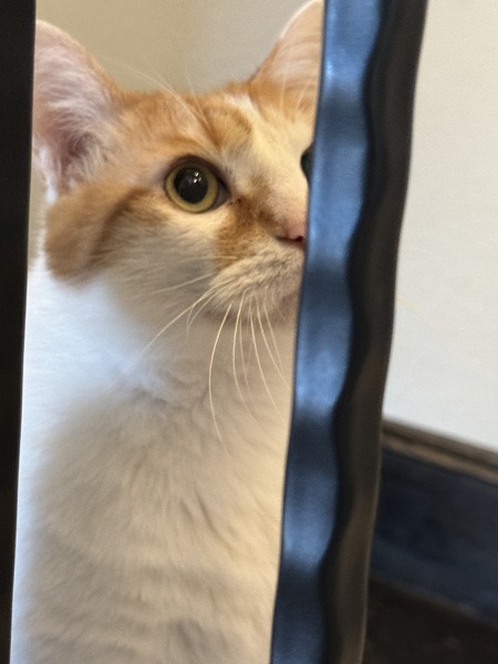 Entry image for Nosey Cat. Clicking this image will show a larger photo