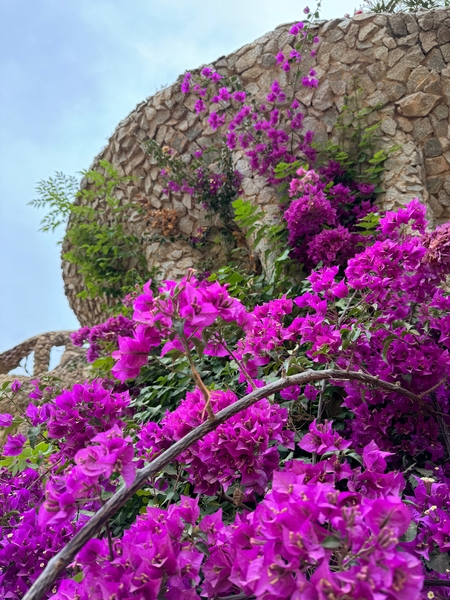 Park Guell Bougainvillea