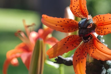 Entry image for Hidden Tiger Lilly. Clicking this image will show a larger photo